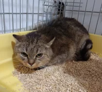 Kočička Františka hledá nový domov