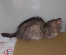 Kočička Františka hledá nový domov