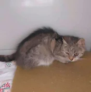 Kočička Františka hledá nový domov