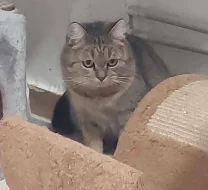 Kočička Františka hledá nový domov