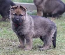 Německý ovčák s PP
