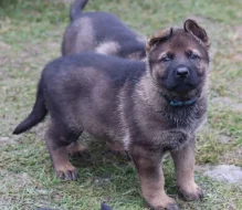 Německý ovčák s PP