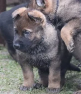 Německý ovčák s PP