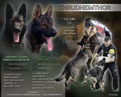 Německý ovčák s PP