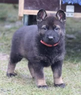 Německý ovčák s PP