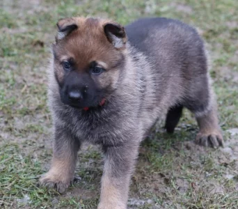 Německý ovčák s PP