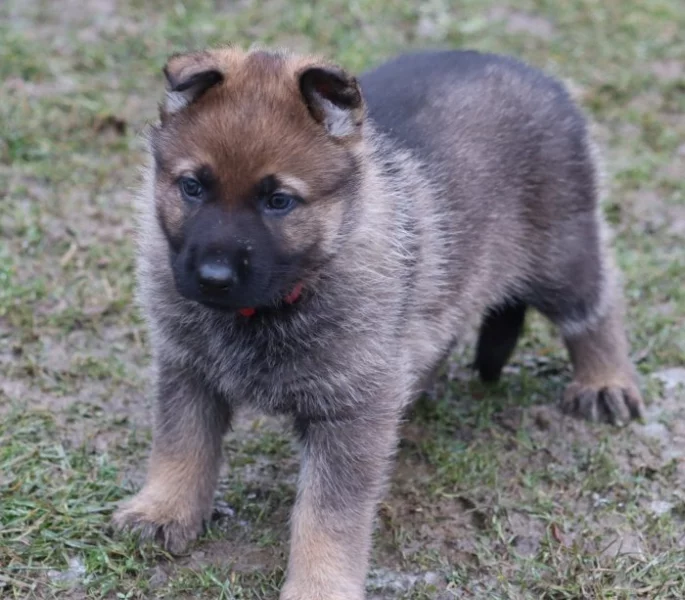 Německý ovčák s PP