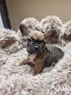 Francouzský buldoček