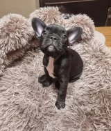 Francouzský buldoček