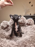 Francouzský buldoček