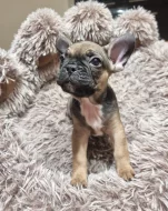 Francouzský buldoček