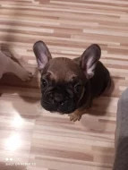 Francouzský buldoček