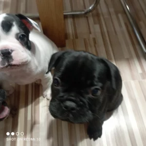 Francouzský buldoček