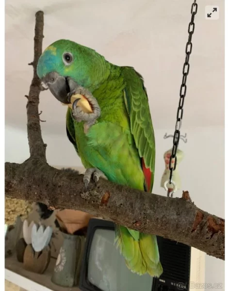 Prodám ručně dokrmený amazoňan modroceli