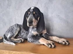 MALÝ GASKONSKÝ HOUND