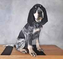 MALÝ GASKONSKÝ HOUND