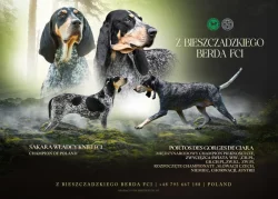 MALÝ GASKONSKÝ HOUND