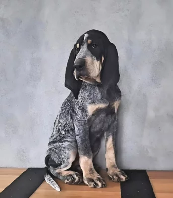 MALÝ GASKONSKÝ HOUND