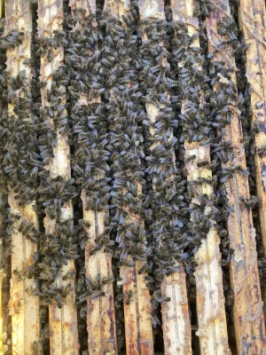 Vyzimovaná včelstva r.m. 39x24