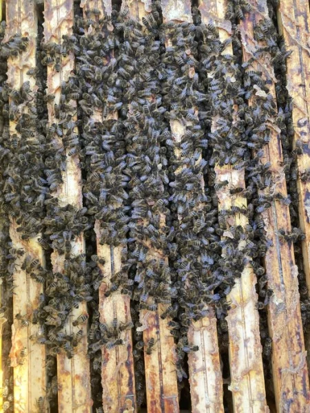 Vyzimovaná včelstva r.m. 39x24