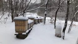 Vyzimovaná včelstva r.m. 39x24