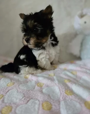 Yorkšírský teriér biewer