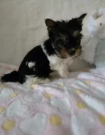 Yorkšírský teriér biewer