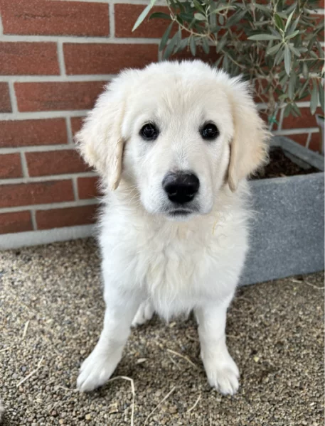 Slovenský čuvač - štěňátko s PP