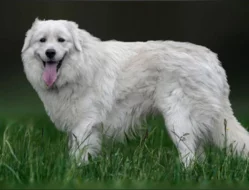 Slovenský čuvač - štěňátko s PP