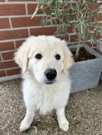 Slovenský čuvač - štěňátko s PP