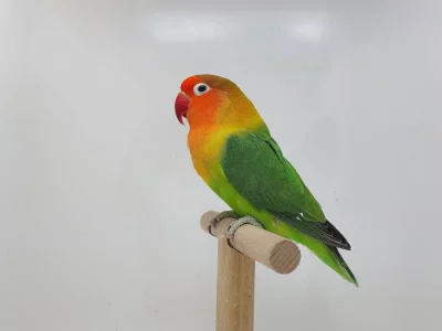 Agapornis fischeri - lutino