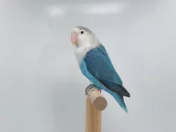 Agapornis fischeri - lutino