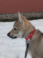 Československý vlčák s rodokmenem TOP pracovní spojení