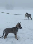 Československý vlčák s rodokmenem TOP pracovní spojení