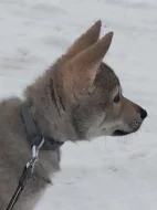 Československý vlčák s rodokmenem TOP pracovní spojení