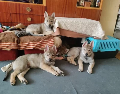 Československý vlčák s rodokmenem TOP pracovní spojení