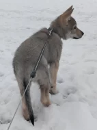 Československý vlčák s rodokmenem TOP pracovní spojení