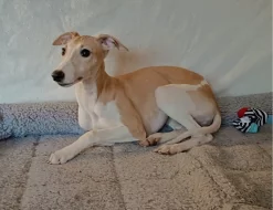 Vipet /Whippet/ - štěňata s PP