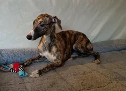 Vipet /Whippet/ - štěňata s PP