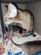 Habešská koťata s PP