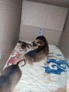 Habešská koťata s PP