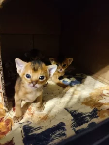 Habešská koťata s PP