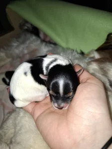 Biewer terier stenata