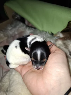 Biewer terier stenata