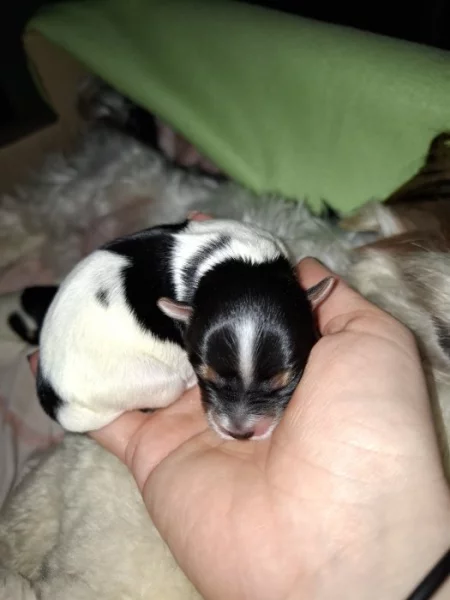 Biewer terier stenata