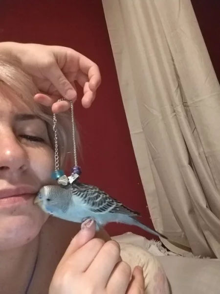 Poptávám Andulku nebo menšího papouška na ruční dokrmení k naší vymazlene andulce