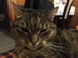 Daruji kočičku Cecilku