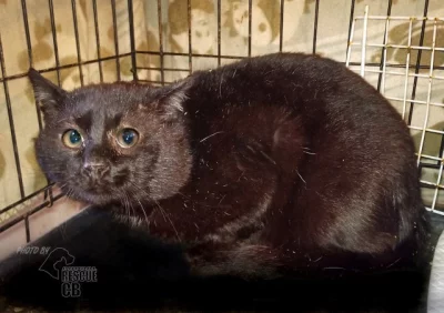 Našel se kocour v Dubném