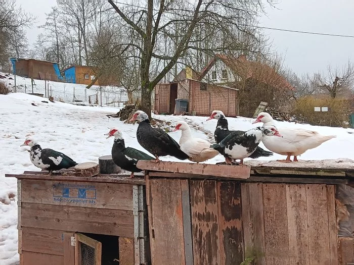 Prodám kachny pižmové