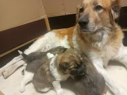 Český horský pes s PP